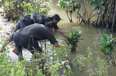 menanam-mangrove-yang-terdampak-intrusi