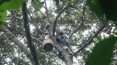 PANEN DURIAN LOKAL BATANG