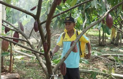 MENYIRAM DEMPLOT KEBUN KAKAO