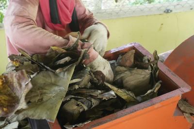 giling-sampah-daun-jati