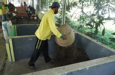 fermentasi-daun-jati-secara-alami