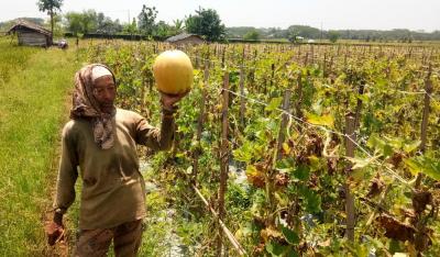 Bulan Suci Ramadan, Permintaan Buah Segar di Batang Meningkat Hingga Raup Untung 
