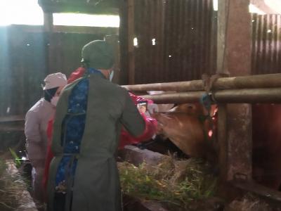 13 Ekor Sapi di Batang Terindikasi PMK