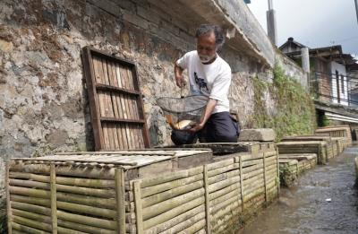 Sekampung Budidaya Ikan Dalam Keramba di Sungai Desa Bawang Batang
