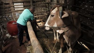 BERSIHKAN KOTORAN SAPI