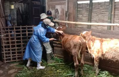 Jelang Iduladha, Dislutkanak Intensif Vaksinasi Ternak