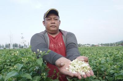 Tingginya Harga Bunga Melati, Petani di Desa Sidorejo Batang Untung Besar