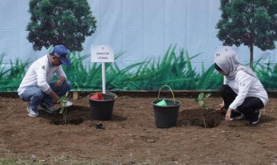 TANAM BIBIT POHON KOPI