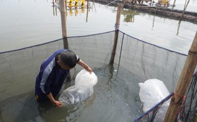 LEPASKAN BENIH IKAN KERAPU KARAMBA