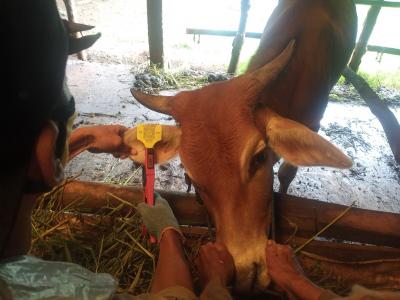 Ketahui Identitas, Ratusan Sapi Dipasangi Anting