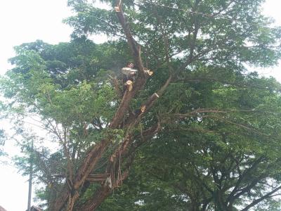 DPUPR Batang Sasar Tiga Wilayah Rawan Pohon Tumbang