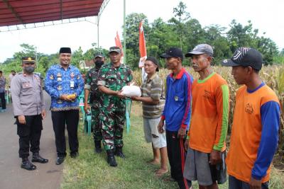Panen Jagung, Kodim Batang Prioritaskan Warga