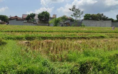 DPUPR Batang Buka Waktu Penetapan Lahan Sawah yang Dilindungi