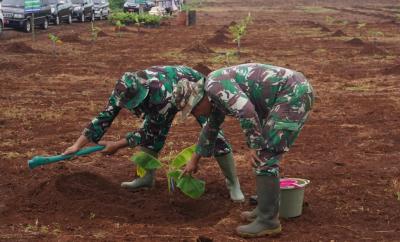 tanam-pisang-lokal-batang