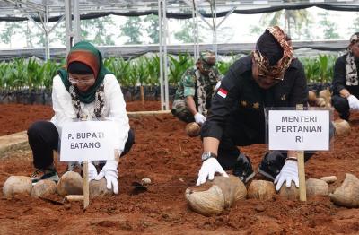 SEMAI BIBIT KELAPA GENJAH