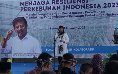 BERHARAP BIBIT KELAPA GENJAH TUMBUH BAIK