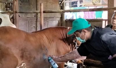 DISLUTKANAK BATANG TANGANI LSD