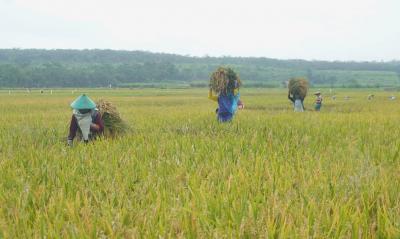 HARGA GABAH KERING TINGGI 