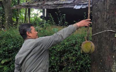 DURIAN MILKY LOKAL BATANG