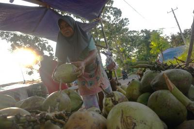 jual-kelapa-muda