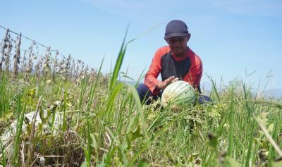 Petani di Kecamatan Gringsing Batang Panen 32 Ton Buah Semangka