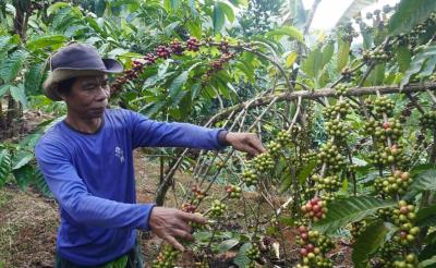 HARGA KOPI di BATANG NAIK