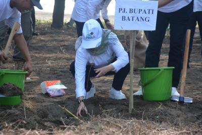 TANAM POHON CEMARA LAUT