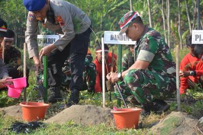TANAM POHON CEMARA LAUT