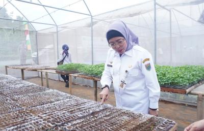 TINJAU PENANAMAN BIBIT CABAI