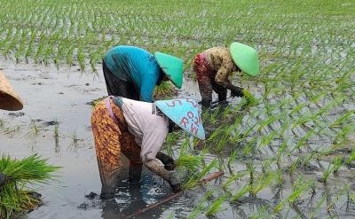 MENANAM PADI SERENTAK