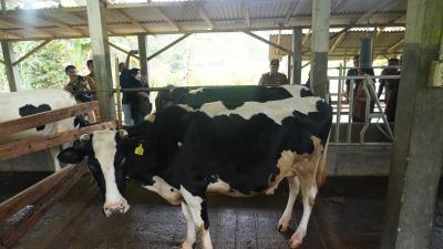 Penyetoran Susu di Batang Alami Peningkatan 380 Liter