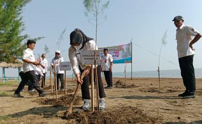 TANAM BIBIT POHON CEMARA