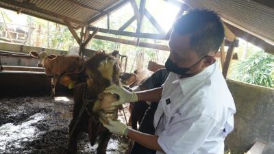 CEK KESEHATAN HEWAN KURBAN