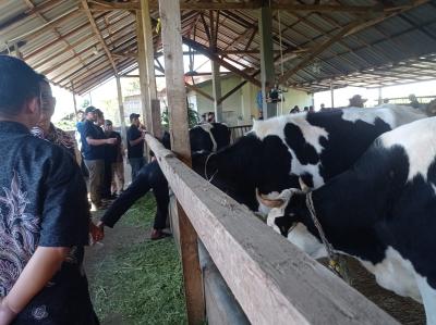 Desa Pacet Reban, Dari Kebun Teh Beralih ke Peternakan Sapi Perah