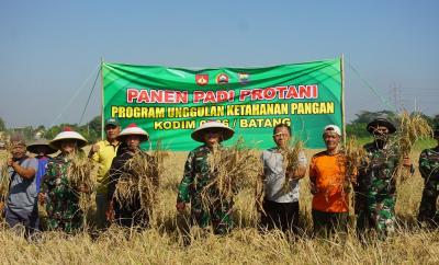 Kodim Batang Sukses Panen Padi Pro Tangguh