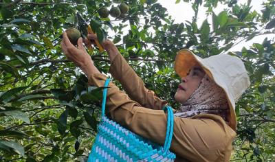 Berburu Segarnya Jeruk di Agroeduwisata Clapar