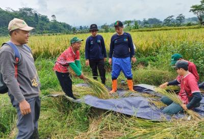 Tahun 2024, Produksi Padi di Batang Turun 4,39 Persen