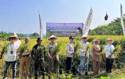 Wujudkan Ketahanan Pangan, BPI Bersama Dispaperta Panen Raya Padi di Lahan Pengganti
