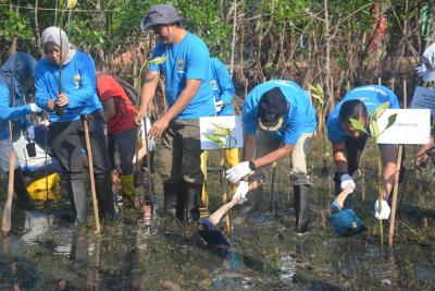 tanam-bibit-mangrove