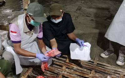 Dispaperta Batang Mendata, 15 ekor Sapi Terkontaminasi Cacing