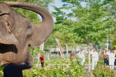 gajah-hormat-upacara-hut-ke-80-ri