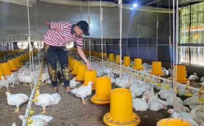 Harga Ayam Ras Turun, Peternak Batang Harap Harga Tetap Stabil