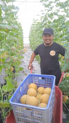 Batang, Surga Baru Melon Premium : Petik Langsung dari Kebun!