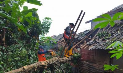 BPBD Batang Sigap Tangani Pohon Tumbang