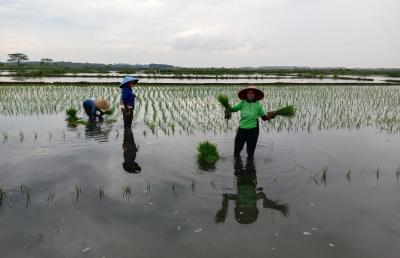 Sukses Swasembada, Dispaperta Batang Optimalkan Lahan Terdampak Rob