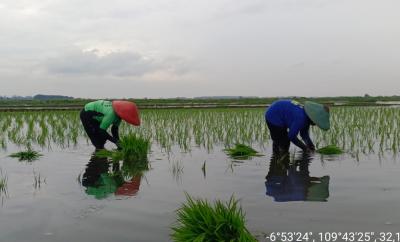 OPTIMALKAN LAHAN TERDAMPAK ROB