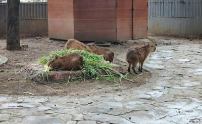 Kapibara â€œMasbroâ€ Jadi Penghuni Baru Safari Beach Jateng Batang