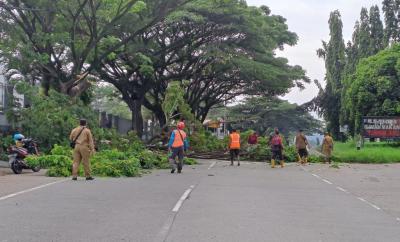Waspada Cuaca Ekstrem, Camat Subah Pimpin Operasi Pangkas Pohon di Jalur Pantura