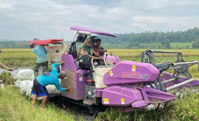 Hadapi Cuaca Ekstrem, Musim Panen Padi di Gringsing Batang Capai 6,5 Ton Per Hektar