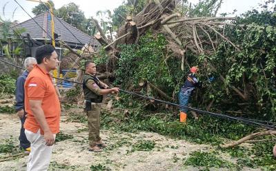 Beringin Jalan Veteran Roboh, BPBD Batang Bersihkan Runtuhan Pohon